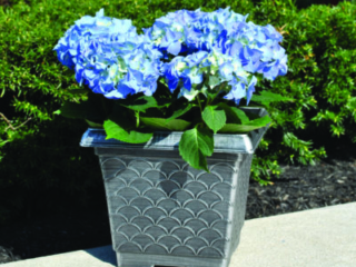 41200_IbezaSilver_lifestylebluehydra