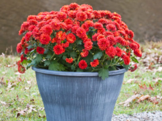 41820_BanyanPatioSlate_mumslifestyleHORIZ