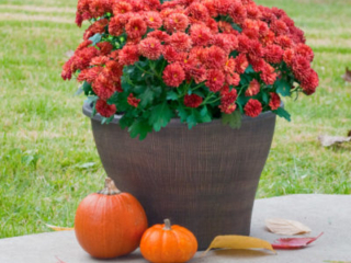 41824_BanyanGold_mumspumpkins_Edited