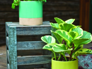 NidosBiColorCylinderMintYellow_lifestyle